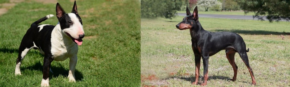 Manchester Terrier vs Bull Terrier Miniature - Breed Comparison