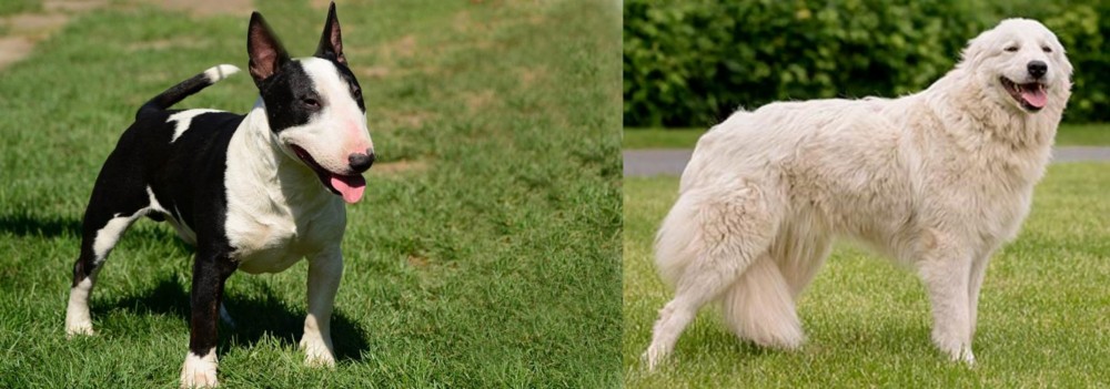 Maremma Sheepdog vs Bull Terrier Miniature - Breed Comparison