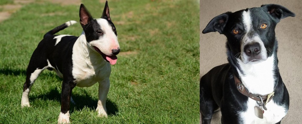 McNab vs Bull Terrier Miniature - Breed Comparison