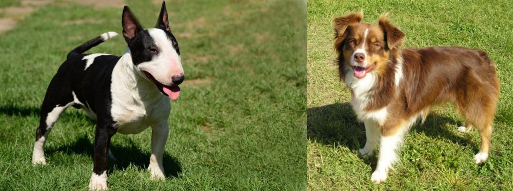 Miniature Australian Shepherd vs Bull Terrier Miniature - Breed Comparison