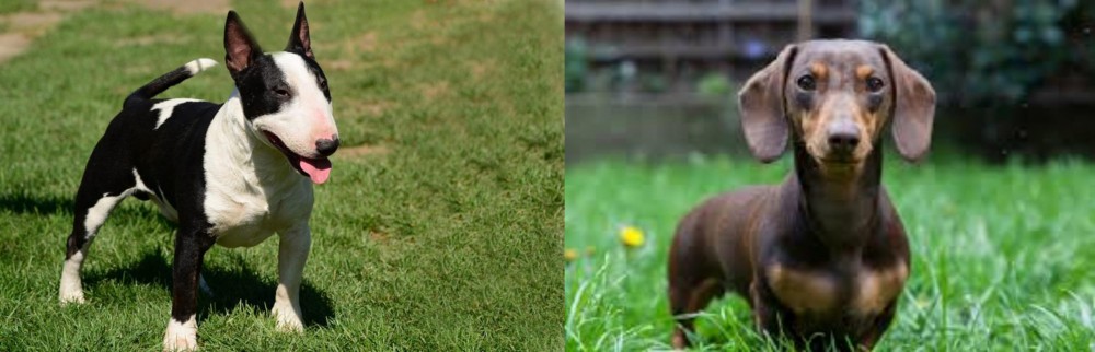 Miniature Dachshund vs Bull Terrier Miniature - Breed Comparison