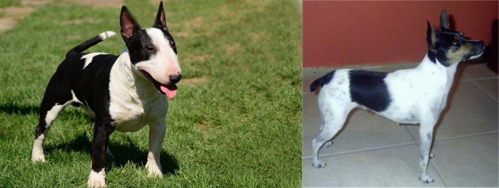 Miniature Fox Terrier vs Bull Terrier Miniature - Breed Comparison