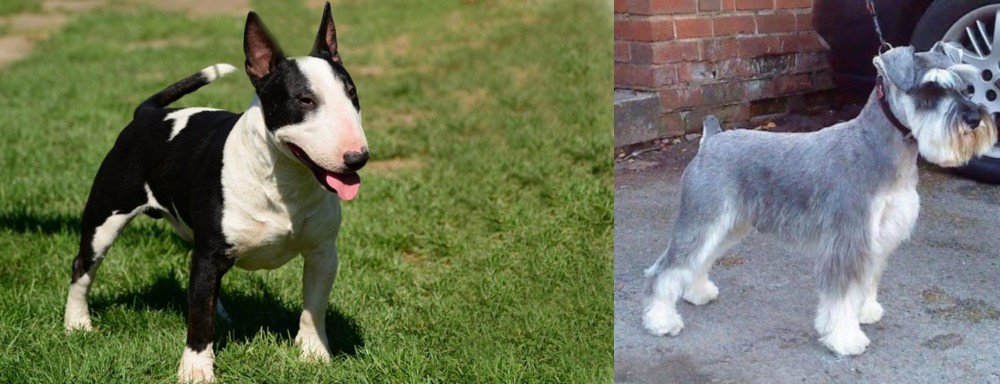 Miniature Schnauzer vs Bull Terrier Miniature - Breed Comparison