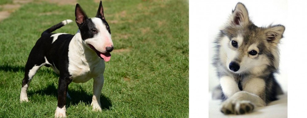 Miniature Siberian Husky vs Bull Terrier Miniature - Breed Comparison