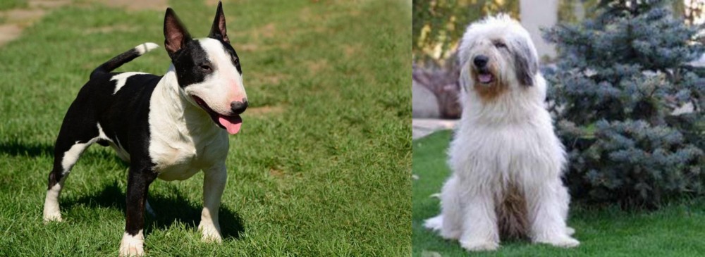 Mioritic Sheepdog vs Bull Terrier Miniature - Breed Comparison