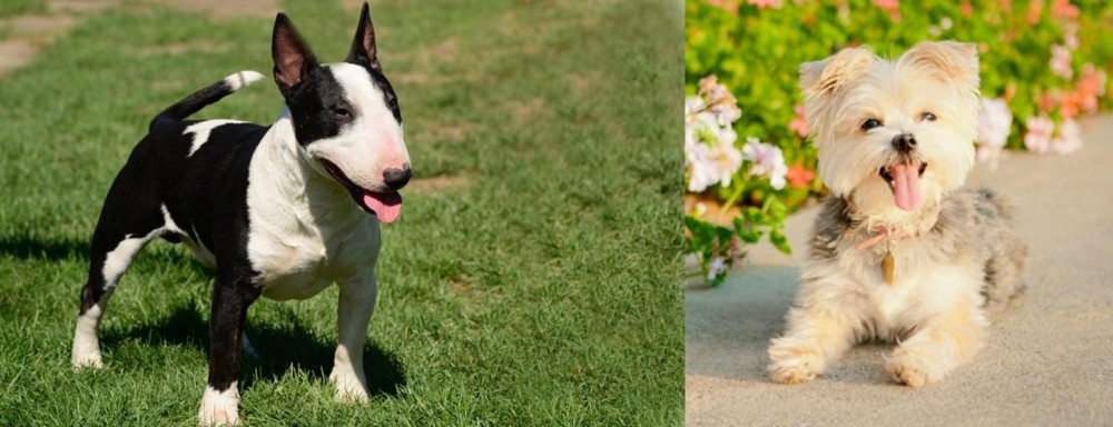Morkie vs Bull Terrier Miniature - Breed Comparison