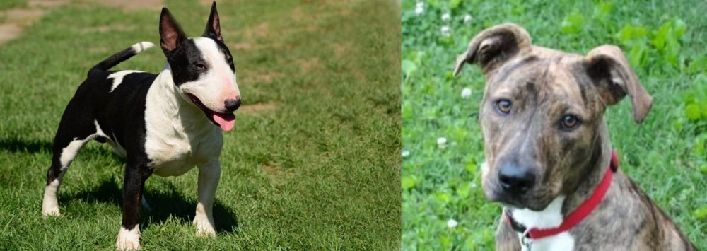 Mountain Cur vs Bull Terrier Miniature - Breed Comparison