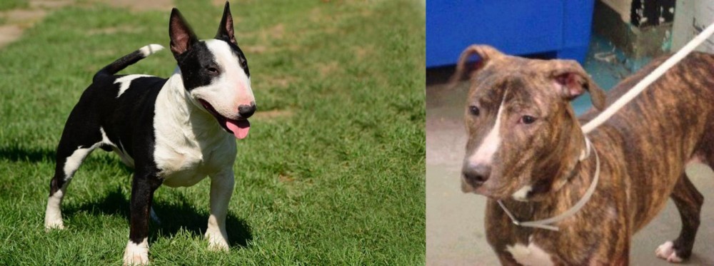Mountain View Cur vs Bull Terrier Miniature - Breed Comparison
