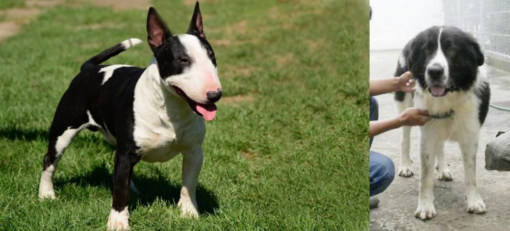 Mucuchies vs Bull Terrier Miniature - Breed Comparison
