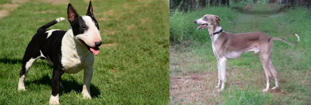 Mudhol Hound vs Bull Terrier Miniature - Breed Comparison