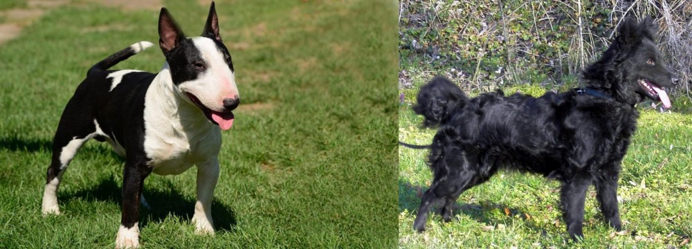 Mudi vs Bull Terrier Miniature - Breed Comparison