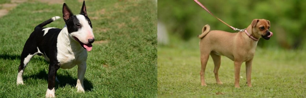 Muggin vs Bull Terrier Miniature - Breed Comparison