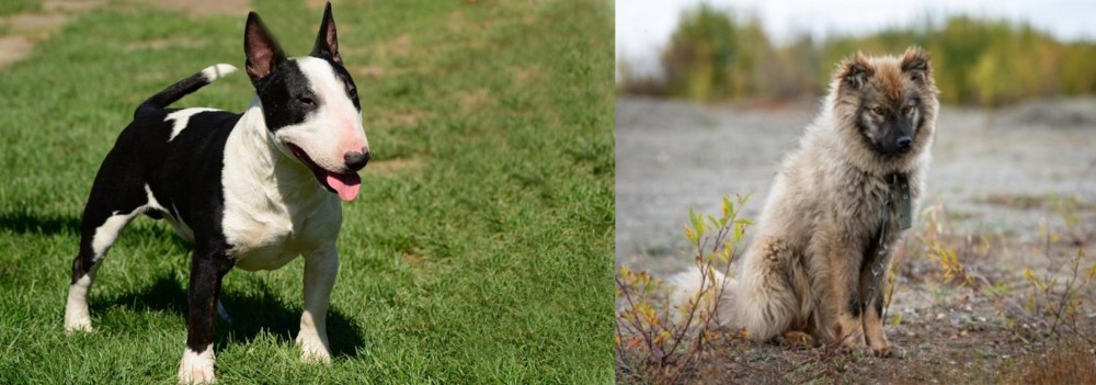 Nenets Herding Laika vs Bull Terrier Miniature - Breed Comparison