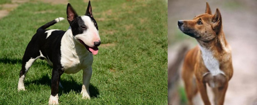 New Guinea Singing Dog vs Bull Terrier Miniature - Breed Comparison