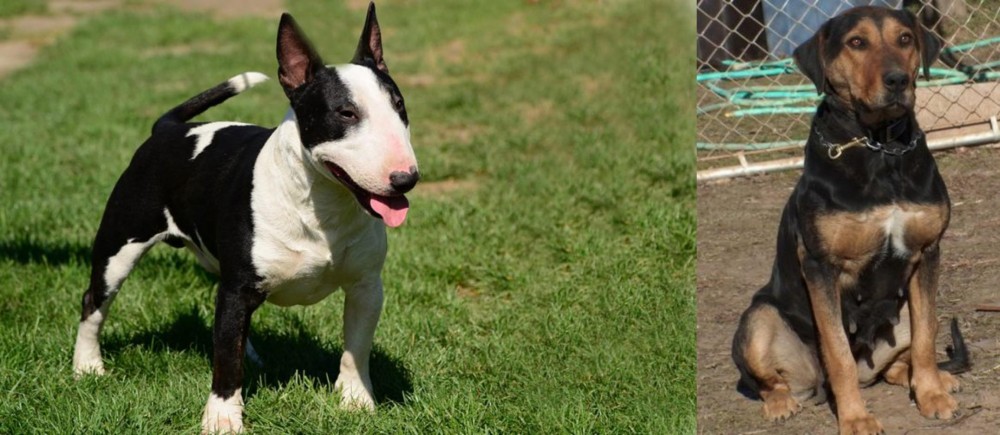 New Zealand Huntaway vs Bull Terrier Miniature - Breed Comparison