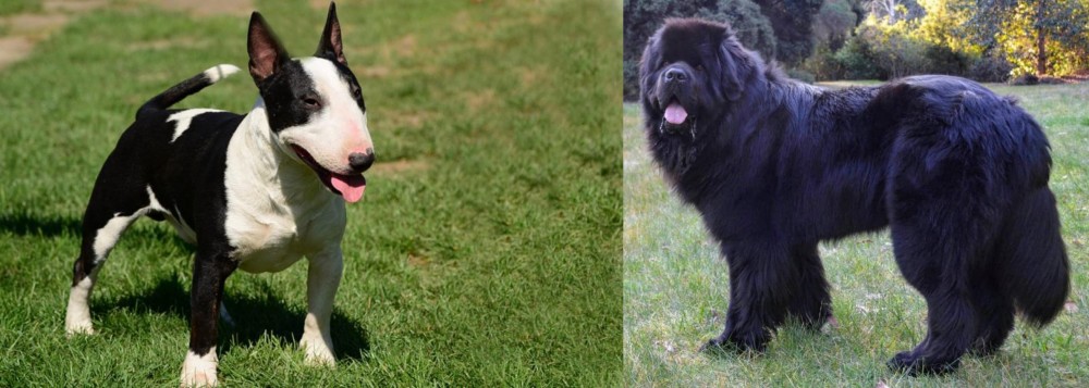 Newfoundland Dog vs Bull Terrier Miniature - Breed Comparison