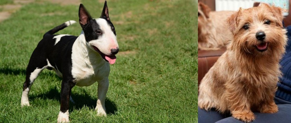 Norfolk Terrier vs Bull Terrier Miniature - Breed Comparison