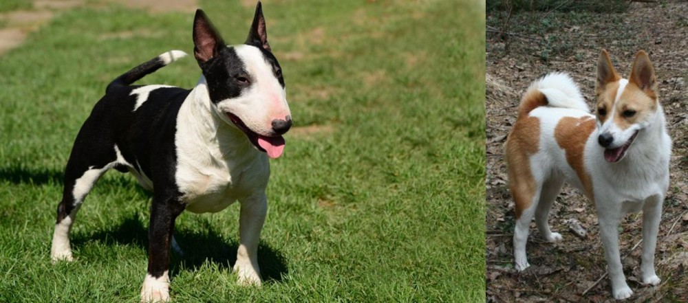 Norrbottenspets vs Bull Terrier Miniature - Breed Comparison