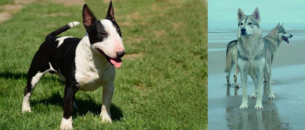 Northern Inuit Dog vs Bull Terrier Miniature - Breed Comparison