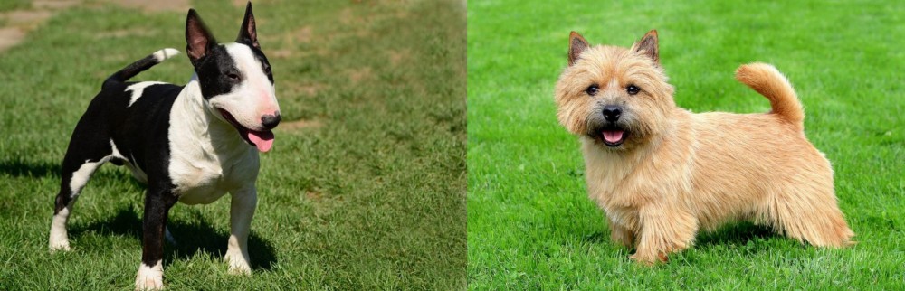 Nova Scotia Duck-Tolling Retriever vs Bull Terrier Miniature - Breed Comparison