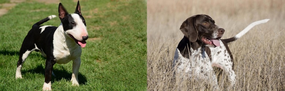 Old Danish Pointer vs Bull Terrier Miniature - Breed Comparison