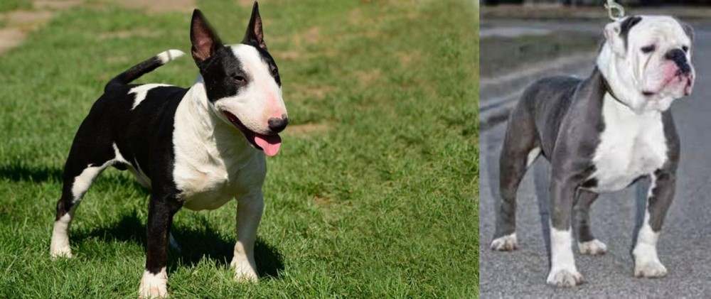 Old English Bulldog vs Bull Terrier Miniature - Breed Comparison