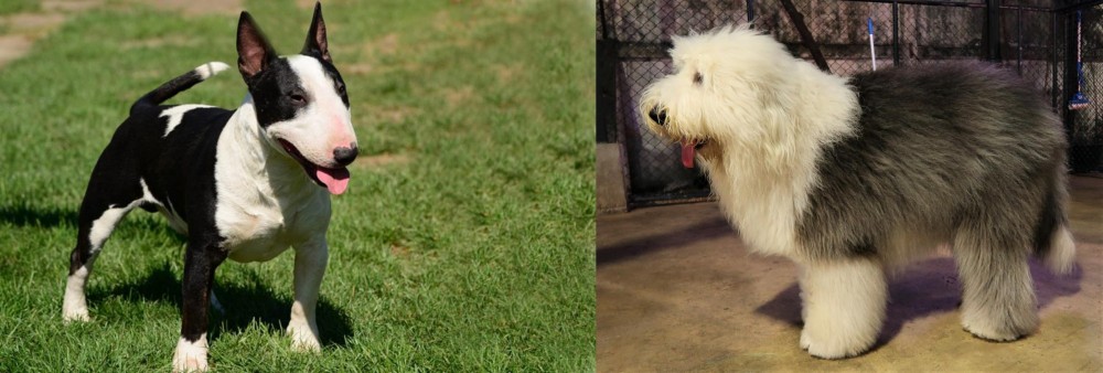 Old English Sheepdog vs Bull Terrier Miniature - Breed Comparison