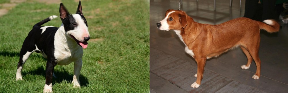 Osterreichischer Kurzhaariger Pinscher vs Bull Terrier Miniature - Breed Comparison