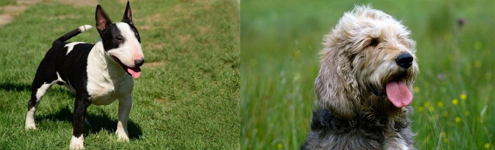 Otterhound vs Bull Terrier Miniature - Breed Comparison