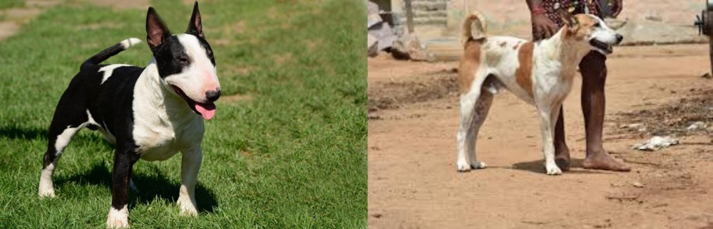 Pandikona vs Bull Terrier Miniature - Breed Comparison