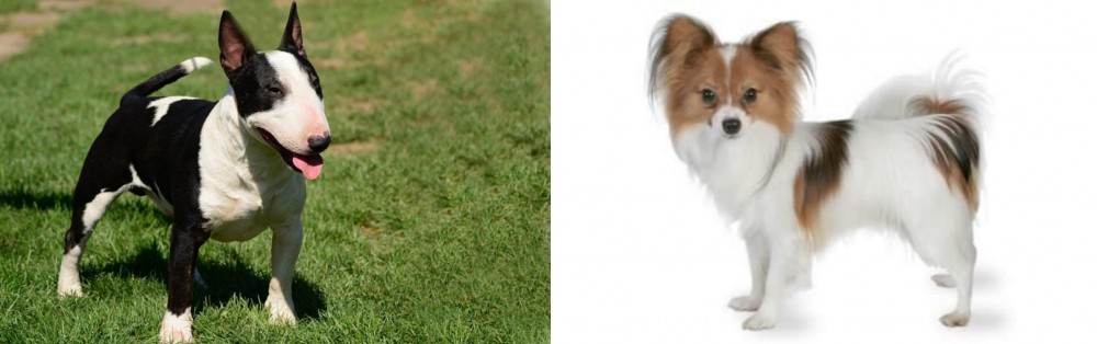 Papillon vs Bull Terrier Miniature - Breed Comparison