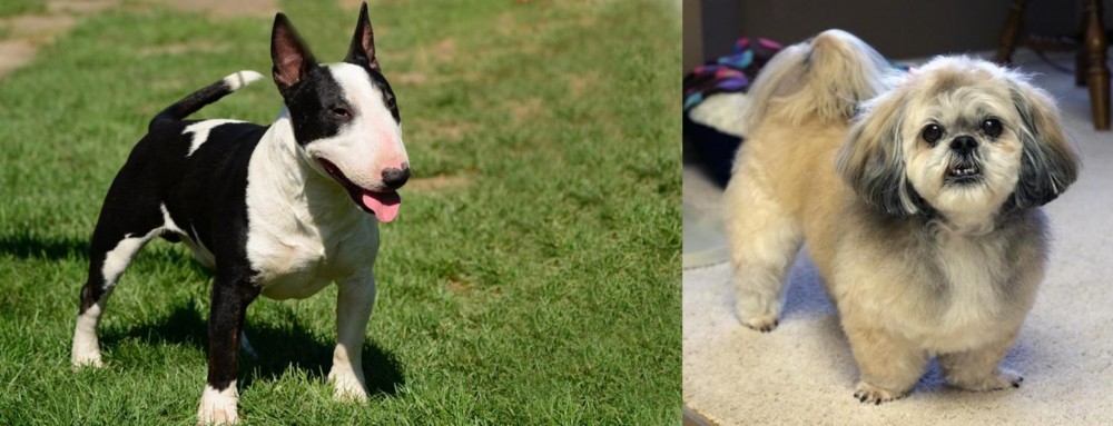 PekePoo vs Bull Terrier Miniature - Breed Comparison