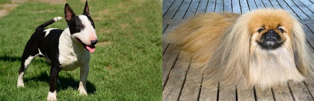 Pekingese vs Bull Terrier Miniature - Breed Comparison