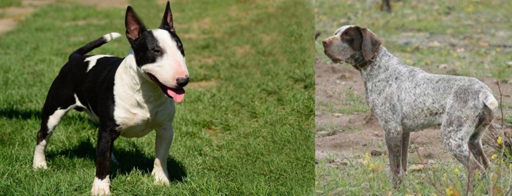 Perdiguero de Burgos vs Bull Terrier Miniature - Breed Comparison