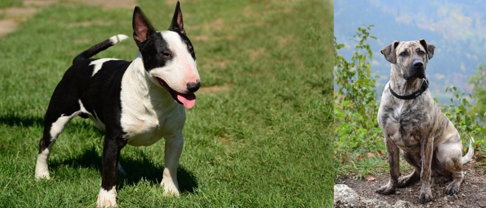 Perro Cimarron vs Bull Terrier Miniature - Breed Comparison