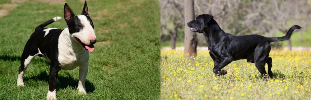 Perro de Pastor Mallorquin vs Bull Terrier Miniature - Breed Comparison