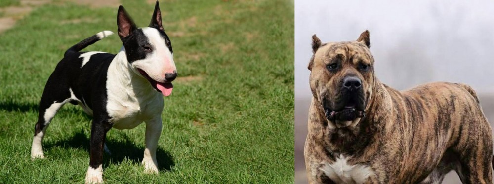 Perro de Presa Canario vs Bull Terrier Miniature - Breed Comparison