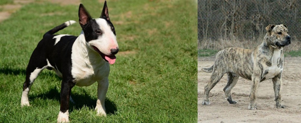 Perro de Presa Mallorquin vs Bull Terrier Miniature - Breed Comparison