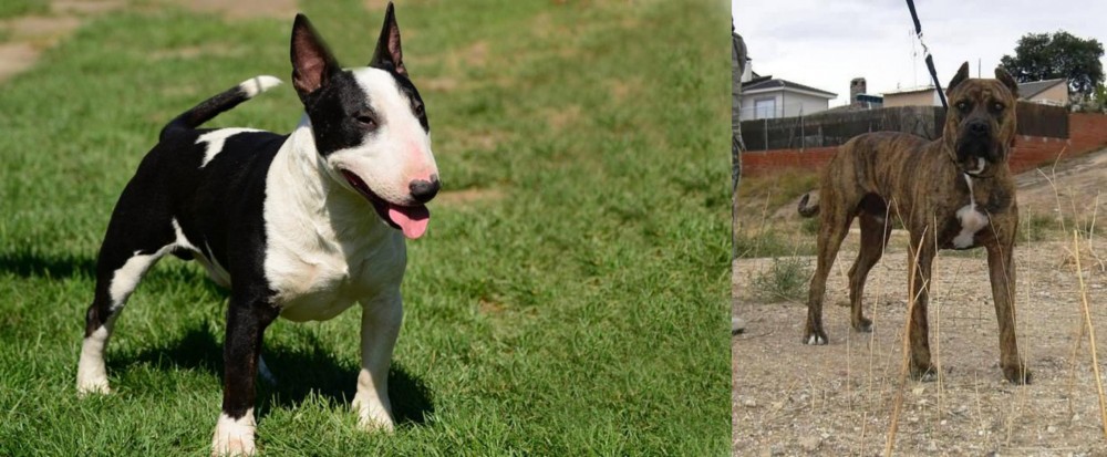 Perro de Toro vs Bull Terrier Miniature - Breed Comparison