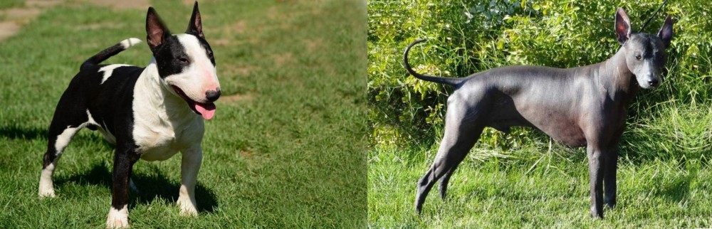 Peruvian Hairless vs Bull Terrier Miniature - Breed Comparison