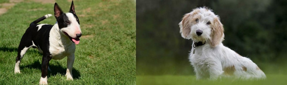 Petit Basset Griffon Vendeen vs Bull Terrier Miniature - Breed Comparison