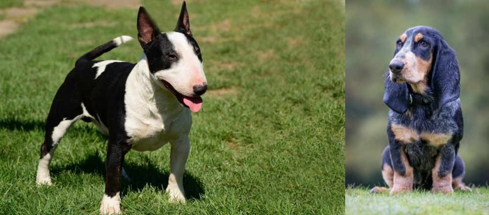 Petit Bleu de Gascogne vs Bull Terrier Miniature - Breed Comparison