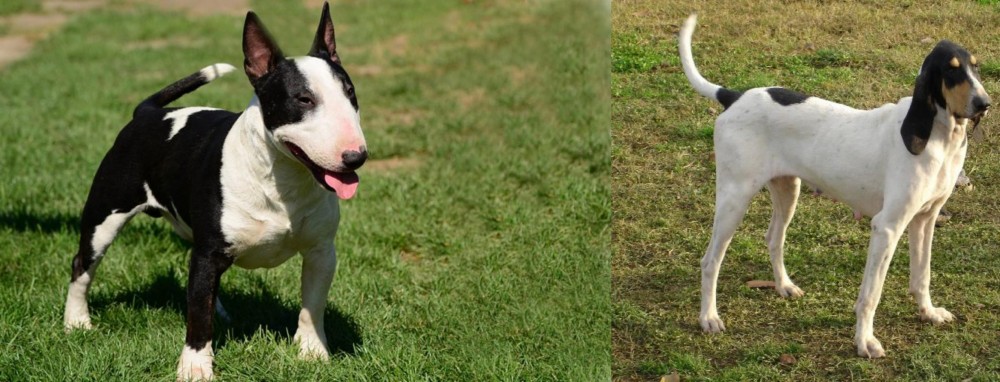 Petit Gascon Saintongeois vs Bull Terrier Miniature - Breed Comparison