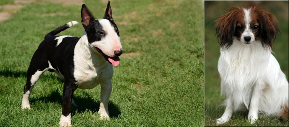 Phalene vs Bull Terrier Miniature - Breed Comparison