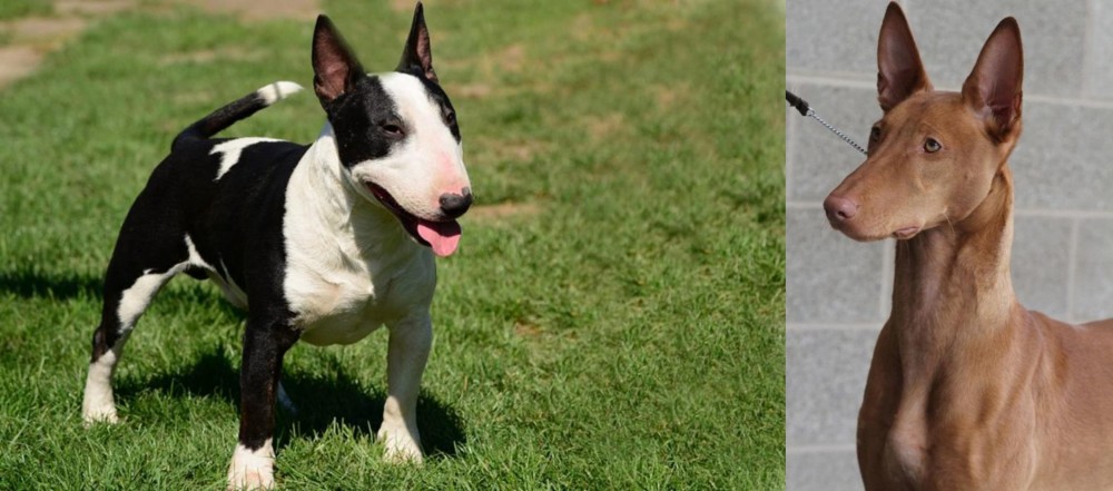 Pharaoh Hound vs Bull Terrier Miniature - Breed Comparison