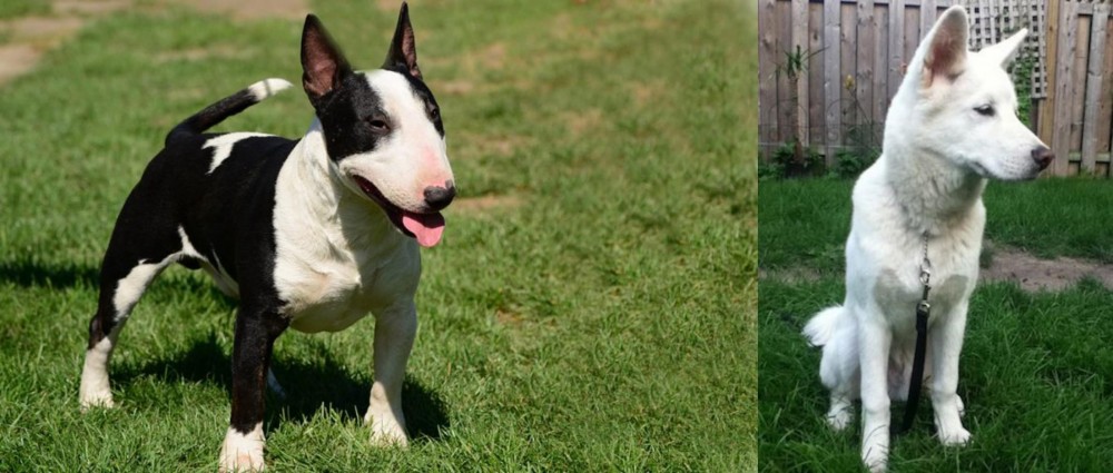 Phung San vs Bull Terrier Miniature - Breed Comparison