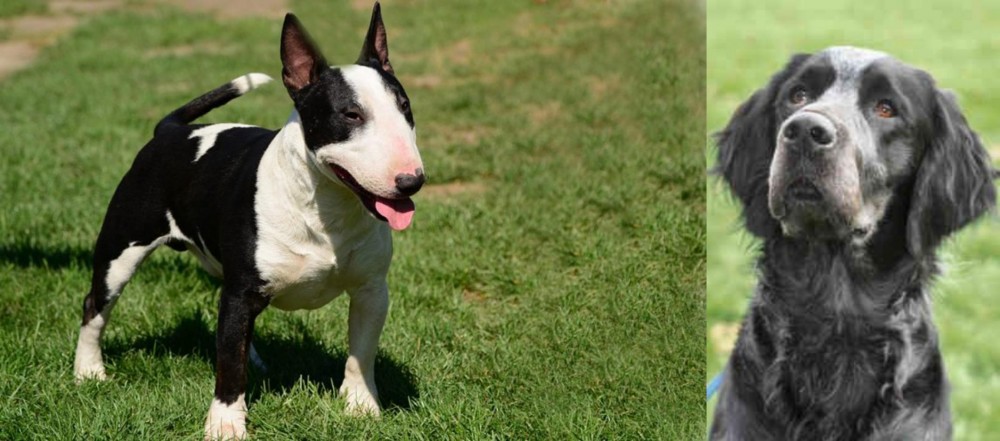 Picardy Spaniel vs Bull Terrier Miniature - Breed Comparison