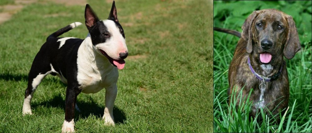 Plott Hound vs Bull Terrier Miniature - Breed Comparison