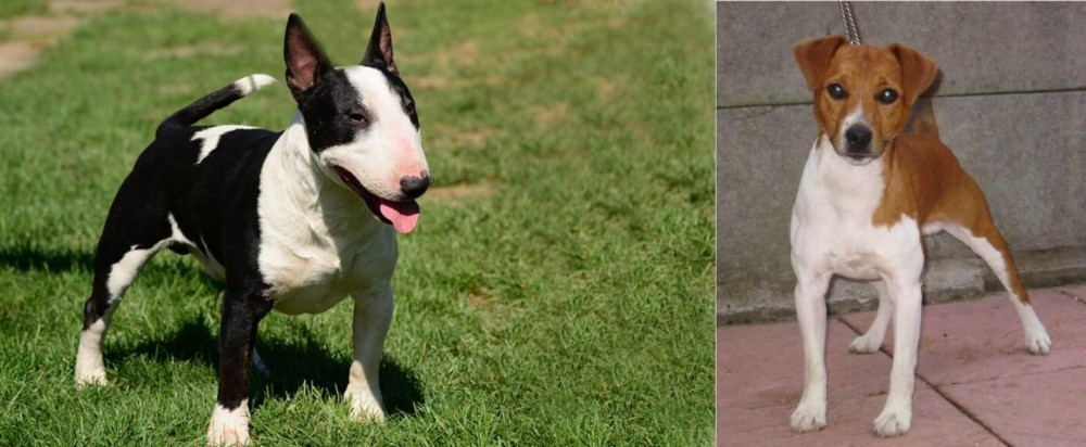 Plummer Terrier vs Bull Terrier Miniature - Breed Comparison