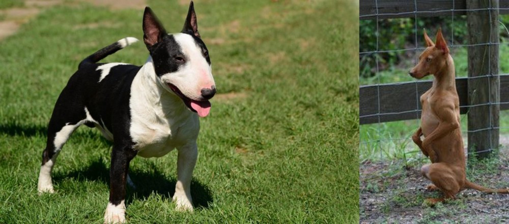 Podenco Andaluz vs Bull Terrier Miniature - Breed Comparison